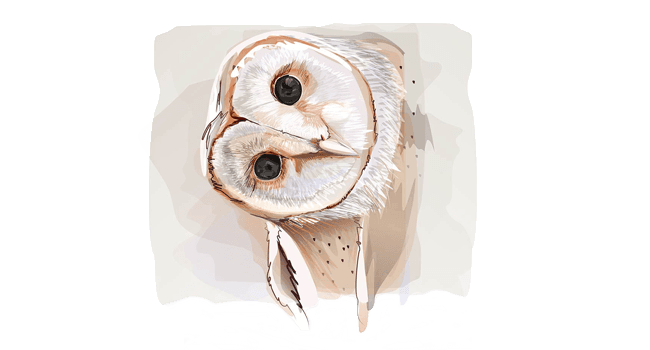 Professionelle Illustrationen und Grafiken